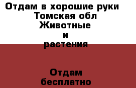 Отдам в хорошие руки  - Томская обл. Животные и растения » Отдам бесплатно   . Томская обл.